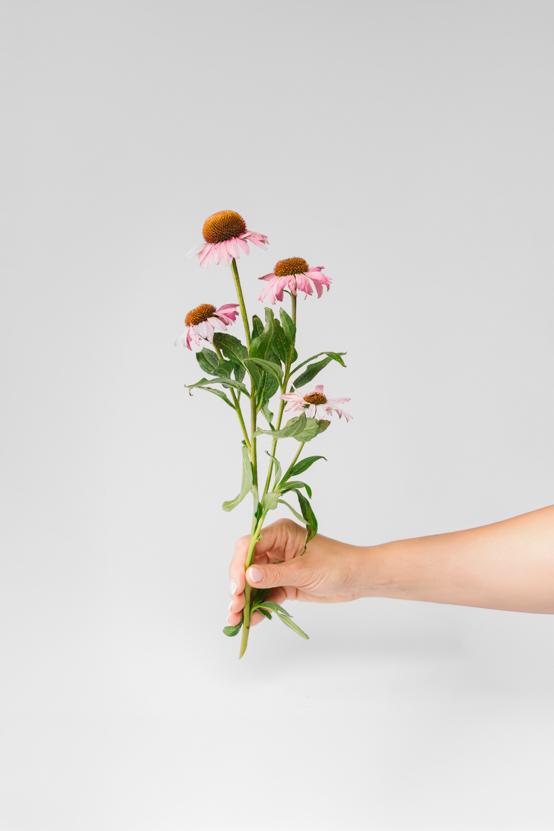 bíbor kasvirág, echinacea növény